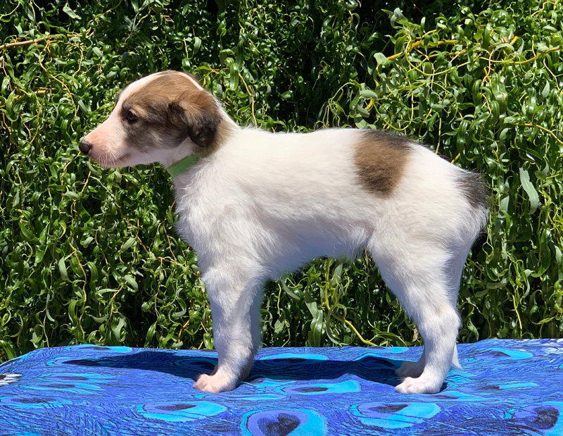 5 weeks - Boy 1 left